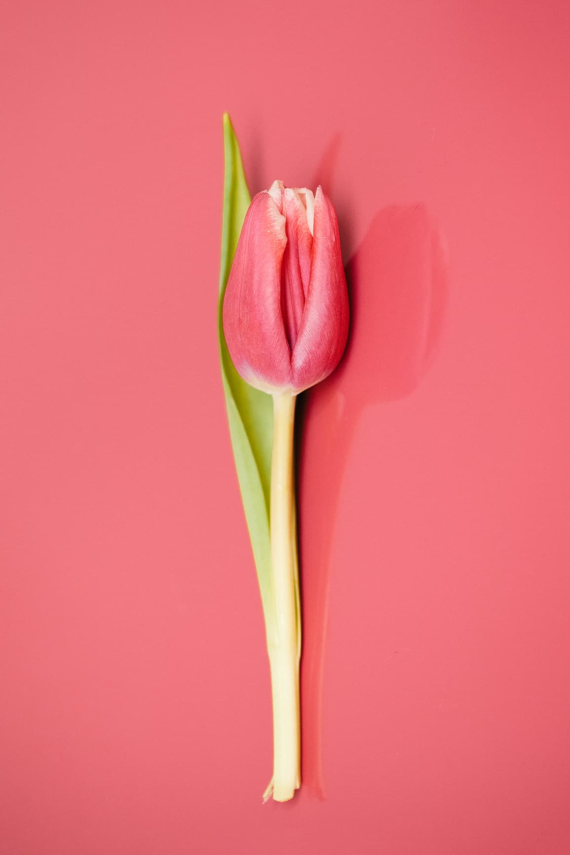 Lipogems     La Rivoluzione della Medicina Rigenerativa per la Salute Intima Femminile