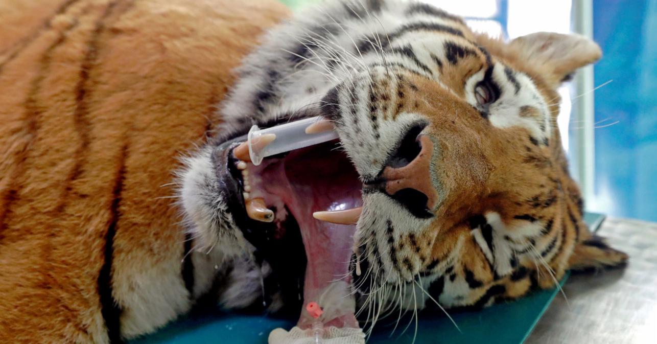 Lipogems Technology Applications in Tiger Treatment